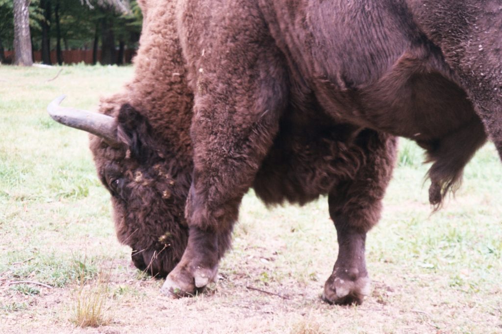 Bialowieza - Zofia- bison in bisonreservaat