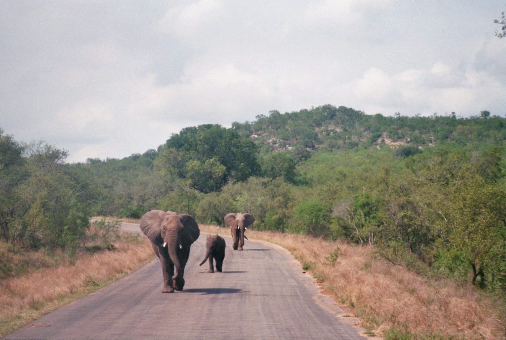 Olifanten op de weg