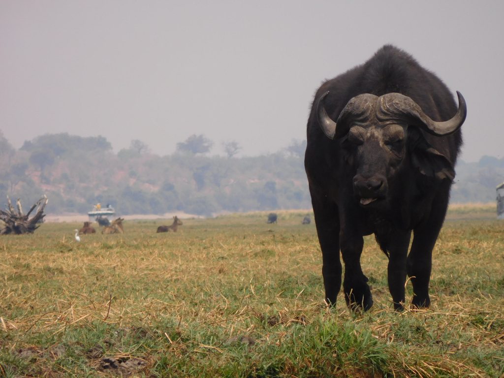 Parel van Afrika - Buffel en antilopen op safari