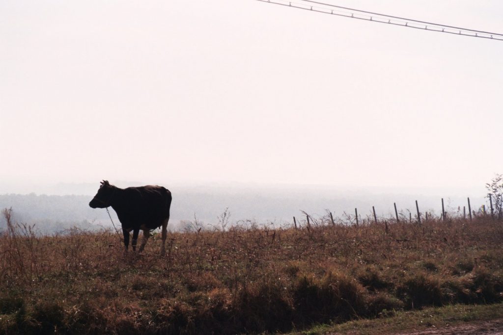 Zwarte koe, Moldavië