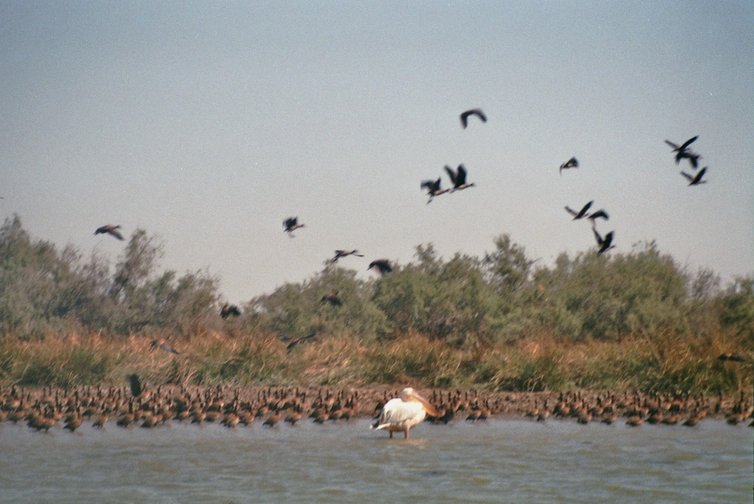 Vogelreservaat Djoudj