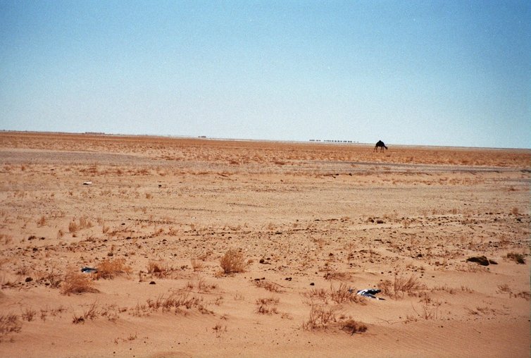 Kameel in Mauritanië