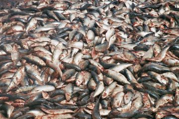 Nouakchott-Handelswaar - vismarkt