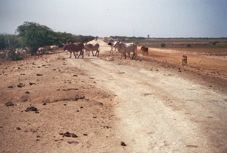 Van Rosso naar Barrage de Diama - Mooie dagen - Hobbelweg naar grens met Senegal