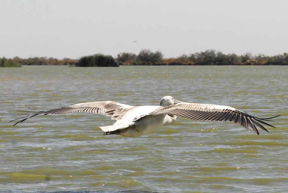 Saint-Louis - Vogelsafari - vliegende pelikaan