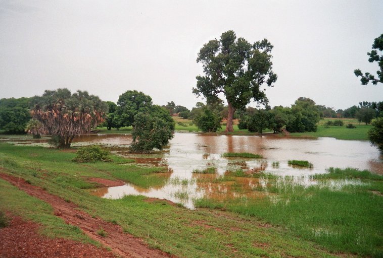 Van Kantchari naar Niamey - Bruinachtig moerasgebied
