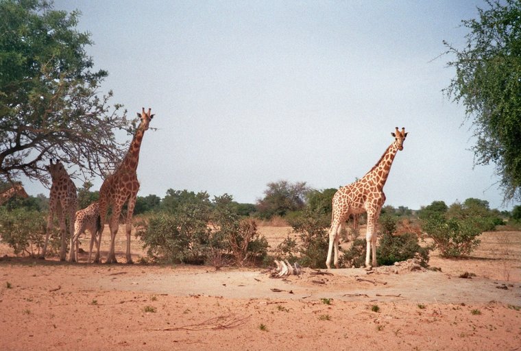 Giraffen van dichtbij - Kouré