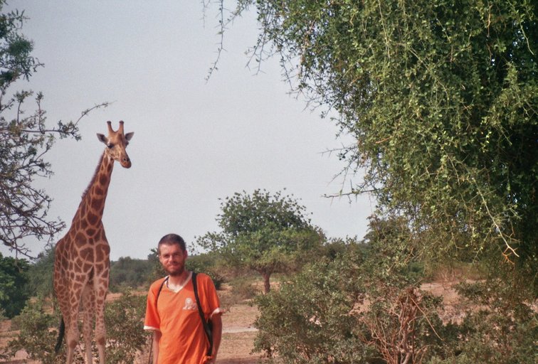 Van Niamey naar Dosso - Giraffen