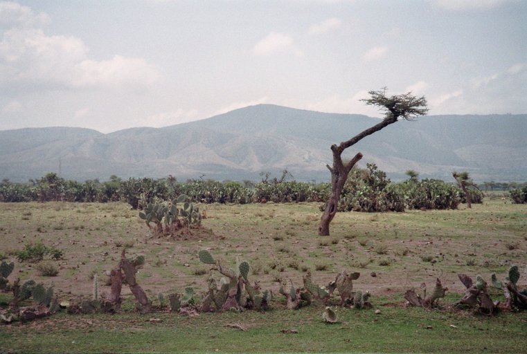 Landschap Ethiopië met cacti