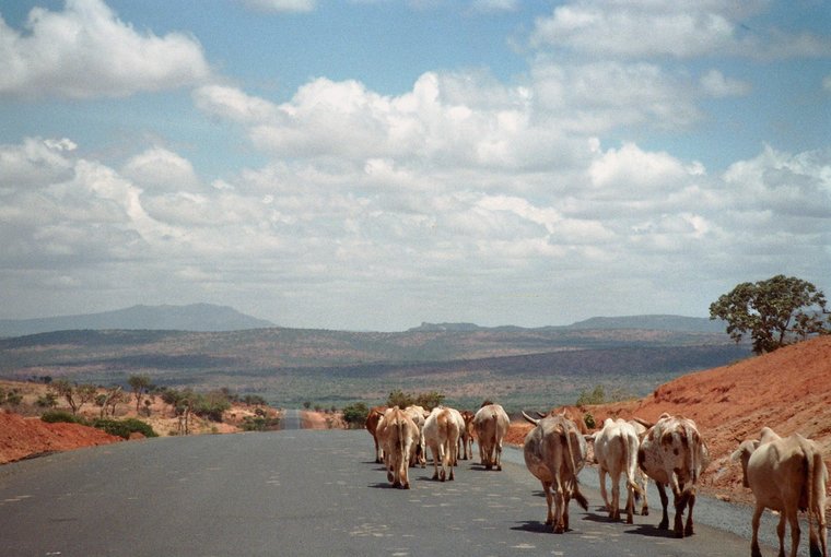 Runderen in Ethiopië