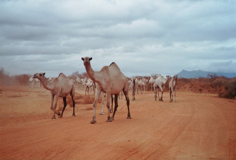 Van Juja naar Nairobi - De A2 - kamelen