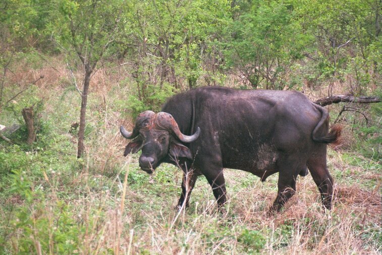 Buffel in Kruger park