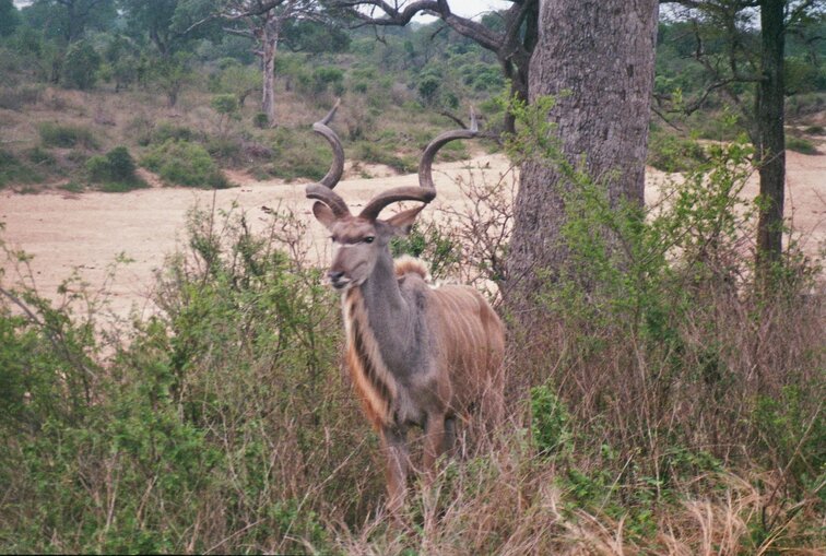 kudu in Kruger Park