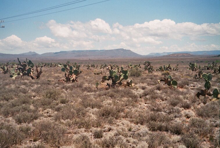 Cacti op de Karoo