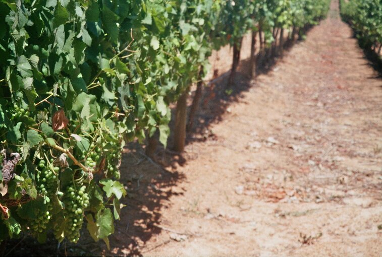 Wijnranken bij Stellenbosch, Zuid-Afrika